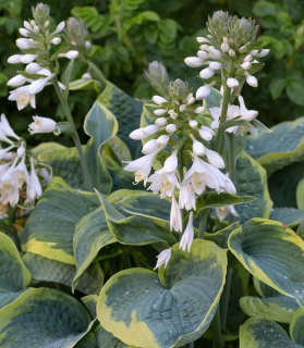 Hosta sieboldiana 'Frances Williams'